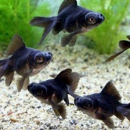 Hiasan aquarium ikan mas koki black more/bulldog