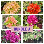 fertilizer for plants plants ✤Rare Bougainvillea Stem Cuttings (NOT YET ROOTED) sold as bundle♘
