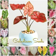 [100% Original] Rare Caladium Seeds Flower Seeds for Gardening (Mixed Color 70 Seed) Bonsai Seeds for Planting Flowers
