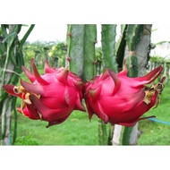 Keratan Pokok Buah Naga Isi Merah