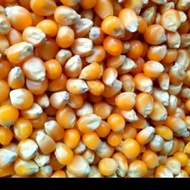 Jagung popcron manis/jagung mentah kering/ jagung 1kg