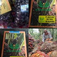 Best Seller Beli 10 Gratis 1 Kotak Bibit Benih Kecambah Polong Kelapa