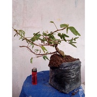 bonsai putri malu zqxzde 7188sx