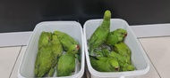 Baby indian ringneck parrot