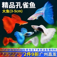 Ikan guppy, ikan hiasan akuarium kecil premium, mudah dijaga dan tahan lasak, ikan tropika, ikan hid