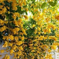 Shop chuyên cây giống--- Hoa lan hoàng dương hoa leo rủ làm đẹp cho ngôi nhà bạn GỬI ĐI NGUYÊN CHẬU