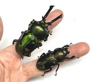 【愛森螗甲蟲館】彩虹鍬形蟲 特選綠血統 60mm♂ x 38mm♀ 成蟲 成對蟲 飼育品 可動模型
