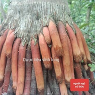 Young areca roots, fresh betel and dried areca nuts 1kg