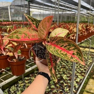 TKL - Aglaonema Star Shining 金粉粗肋草