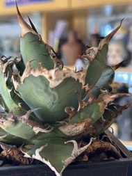 凱撒嚴龍 塊根多肉植物仙人掌 仙人球 刺 agave 凱撒 紅貓龍舌蘭 象足 象牙宮