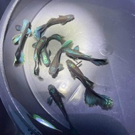 GUPPY MOSCOW GREEN AND BLUE LIVE FISH