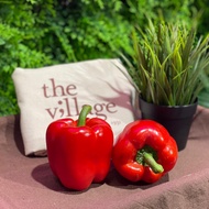 Red Capsicum [ VG 31 ]