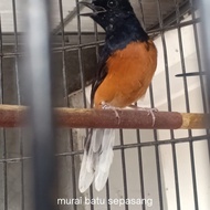 Murai Batu sepasang Siap ternak, betina Blorok  Ekstrem ekor panjang
