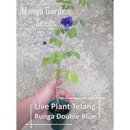 Anak Pokok Bunga Telang Live Plant 蝶豆花小树苗, Anak Pokok Bunga Telang, Single, Double Petal