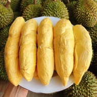 pokok benih durian D99 / kacing baju