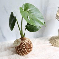 小苔球專區 / 室內植物 開幕植栽 榮升 新居 發財樹 龜背芋