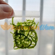 Aquatic Java Moss Plant Vesicularia Dubyana Java Moss Aquarium Aquascape Plant Aqua Plant Grow Plant