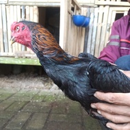 Ayam Shamo Oshamo Jepang