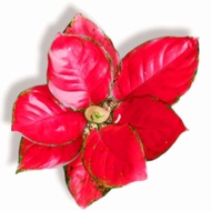 Aglonema red anjamani (Tanaman hias aglaonema red anjamani) - tanaman