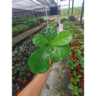 Ficus Lyrata Bambino (Fiddle-Leaf Fig) 琴叶榕
