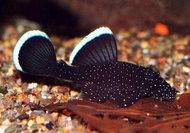 L183 Pleco Fish - Starlight Bristlenose Pleco