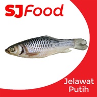 SJ Food Fresh Frozen Jelawat Putih 2-2.3KG