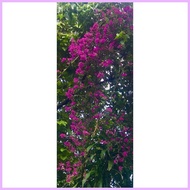 ◈ ◳ △ ☇◑ ◱ Bougainvillea Purple Queen - stem Cuttings 5 pcs