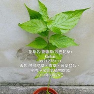 憂遁草(沙巴蛇草、鱷嘴花)高度約30-40公分/鮮葉約10片