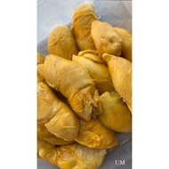 Pokok Durian Udang Merah Kahwin  / D175