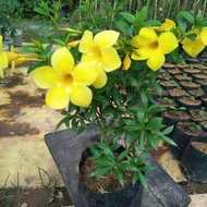 บานบุรีแคระ ดอกสีเหลือง ออกดอกทั้งปี