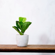 【室內盆栽】琴葉榕盆栽 盆栽 觀葉植物 植栽 發財樹 開幕送禮