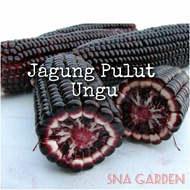 Biji benih Jagung Pulut Ungu 15 biji