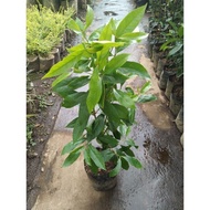 Best Selling Promo Bay leaves / bay tree
