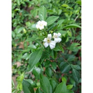 Murraya   8-9inch pot,Ht ~1-2ft