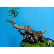 Bonsai Lamtoro | Bonsai Pete Cina | Pete Lamtoro all varian ready READY GAN