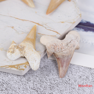 WenRan Megalodon Tooth Fossil Shark Teeth Marine Biology Science Teaching Specimen