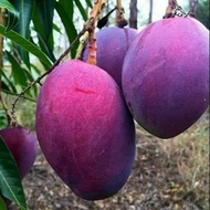 Pokok Mangga Irwin Hybrid
