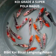 bibit ikan koi blitar murah