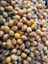 Buah Pinang Wangi Tua Segar Pilihan / Jambe Pandan Wangi Muda Segar Per KG