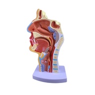 [szluzhen3gv] Human Anatomical Nasal Cavity Throat Anatomy Model 4.74.79.5 Inches