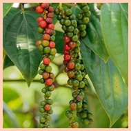 ♕ ✙✷ ◴ peppercorn plant seeds paminta piper nigrum