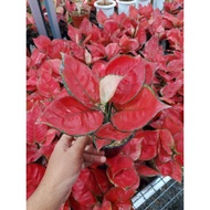 Aglonema Red Anjamani Red Anjamani Dewasa Daun 9 10 Red Anjamani Remaja Daun 7 8