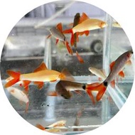 【祐陞水族】 白彩鯊 黑彩鯊