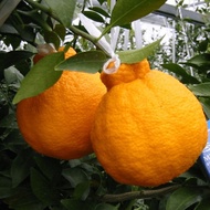 bibit jeruk dekopon berbuah berbunga
