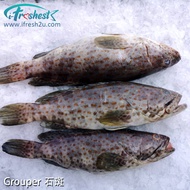 石斑 Grouper Fish BELOW 1Kg 1Pcs