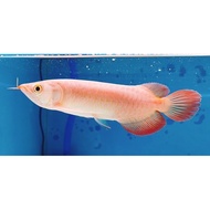ARWANA SUPER RED 15-16cm HIASAN AQUARIUM Berkualitas