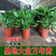 Soil Cultivation Green Plants Living Room Potted Plants Bedroom Hydroponic Plants Floor-to-ceiling O