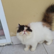 Kucing persia peaknose betina