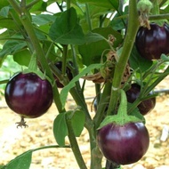 Round Eggplant Seeds - 0.5g Package - Strong Growth, Fruitfulness, Good Disease Resistance VTNN Nong