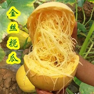 Golden Shredded Grilled Melon Seeds Golden Shredded Grilled Melon Seeds Rice Melon Seeds Pumpkin See